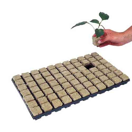 Cultiwool  cubes - large x 77 Full Tray